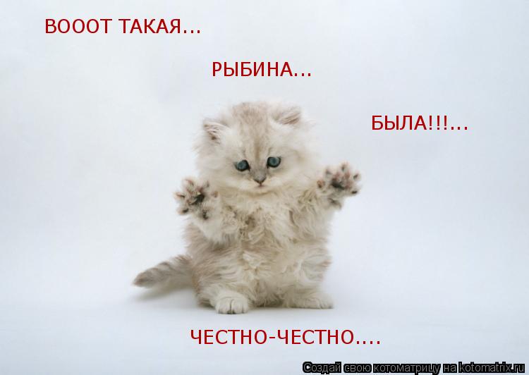 ВОООТ ТАКАЯ... РЫБИНА... БЫЛА!!!... ЧЕСТНО-ЧЕСТНО....... Котоматрица: ВОООТ ТАКАЯ... РЫБИНА... БЫЛА!!!... ЧЕСТНО-ЧЕСТНО....
