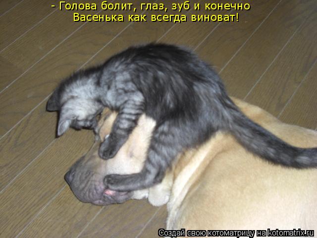 - Голова болит, глаз, зуб и конечно Васенька как всегда виноват!... Котоматрица: - Голова болит, глаз, зуб и конечно Васенька как всегда виноват!