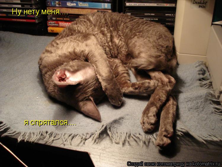 Ну нету меня.... я спрятался....... Котоматрица: Ну нету меня.... я спрятался....