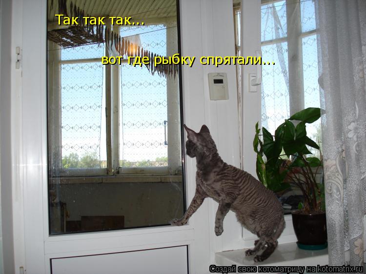 Так так так... вот где рыбку спрятали...... Котоматрица: Так так так... вот где рыбку спрятали...