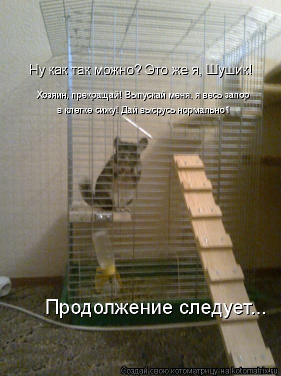 Ну как так можно? Это же я, Шушик! Хозяин, прекращай! Выпускай меня, я весь запор в клетке сижу! Дай... Котоматрица: Ну как так можно? Это же я, Шушик! Хозяин, прекращай! Выпускай меня, я весь запор в клетке сижу! Дай высрусь нормально1 Продолжение следует...