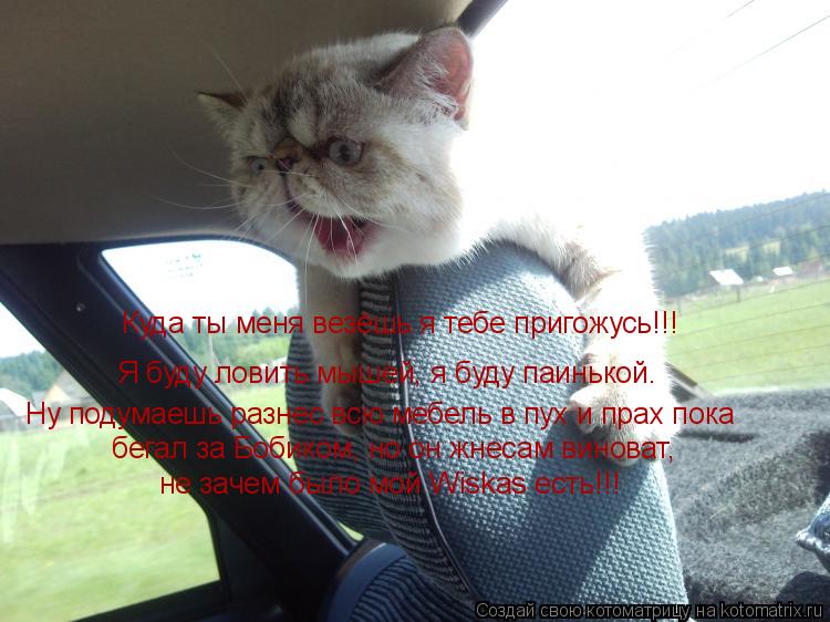 Куда ты меня везёшь я тебе пригожусь!!! Я буду ловить мышей, я буду паинькой. Ну подумаешь разнес вс... Котоматрица: Куда ты меня везёшь я тебе пригожусь!!! Я буду ловить мышей, я буду паинькой. Ну подумаешь разнес всю мебель в пух и прах пока бегал за Бобико
