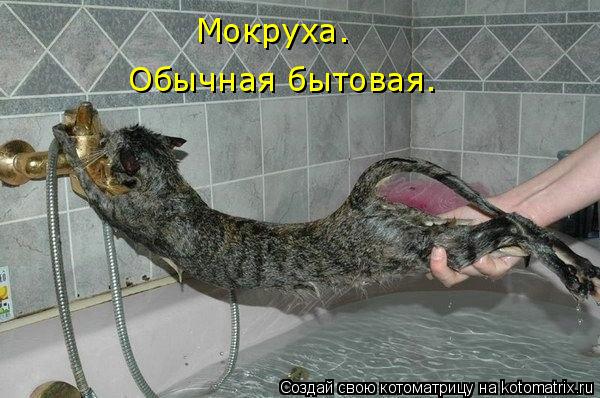 Мокруха. Обычная бытовая.... Котоматрица: Мокруха. Обычная бытовая.