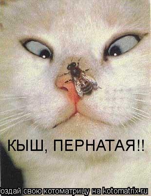 КЫШ, ПЕРНАТАЯ!!... Котоматрица: КЫШ, ПЕРНАТАЯ!!