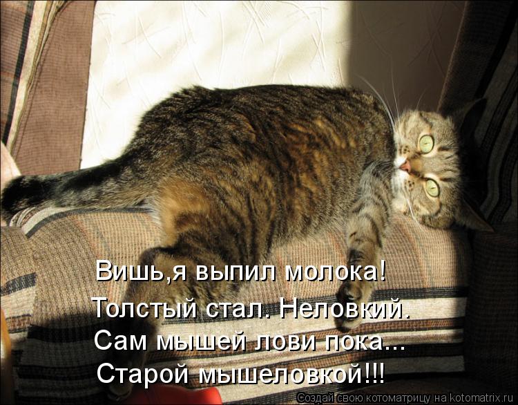 Вишь,я выпил молока! Толстый стал. Неловкий. Сам мышей лови пока... Старой мышеловкой!!!... Котоматрица: Вишь,я выпил молока! Толстый стал. Неловкий. Сам мышей лови пока... Старой мышеловкой!!!