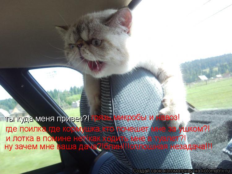 ты куда меня привез?! грязь,микробы и навоз! где поилка,где кормушка,кто почешет мне за ушком?! и лот... Котоматрица: ты куда меня привез?! грязь,микробы и навоз! где поилка,где кормушка,кто почешет мне за ушком?! и лотка в помине нет!как ходить мне в туалет?! н