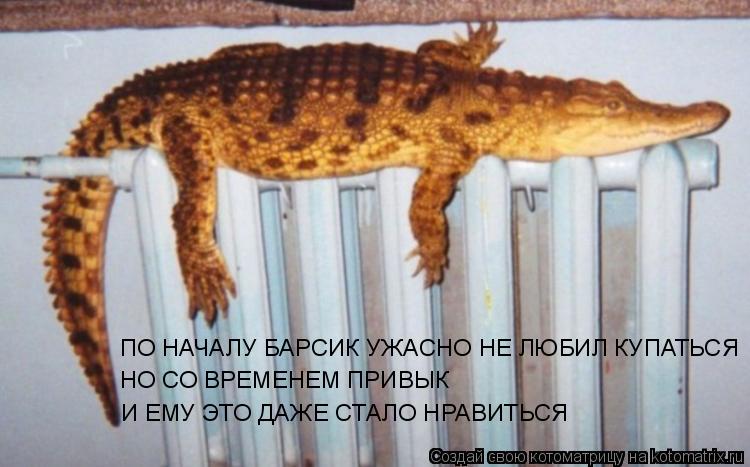 ПО НАЧАЛУ БАРСИК УЖАСНО НЕ ЛЮБИЛ КУПАТЬСЯ НО СО ВРЕМЕНЕМ ПРИВЫК И ЕМУ ЭТО ДАЖЕ СТАЛО НРАВИТЬСЯ... Котоматрица: ПО НАЧАЛУ БАРСИК УЖАСНО НЕ ЛЮБИЛ КУПАТЬСЯ НО СО ВРЕМЕНЕМ ПРИВЫК И ЕМУ ЭТО ДАЖЕ СТАЛО НРАВИТЬСЯ