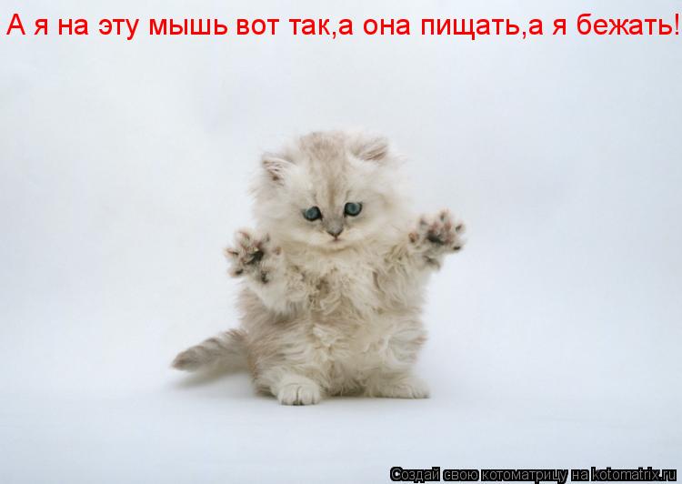 А я на эту мышь вот так,а она пищать,а я бежать!... Котоматрица: А я на эту мышь вот так,а она пищать,а я бежать!