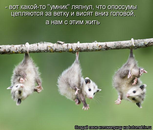 - вот какой-то "умник" ляпнул, что опоссумы цепляются за ветку и висят вниз головой, а нам с этим ж... Котоматрица: - вот какой-то "умник" ляпнул, что опоссумы цепляются за ветку и висят вниз головой, а нам с этим жить
