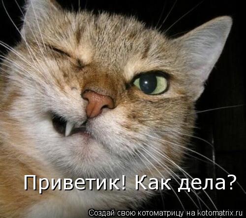 Приветик! Как дела?... Котоматрица: Приветик! Как дела?