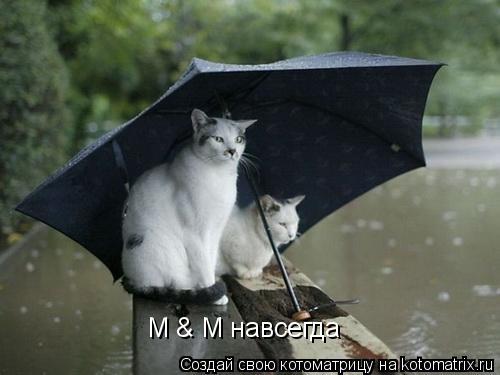 M & M навсегда... Котоматрица: M & M навсегда