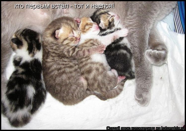 кто первым встал - тот и наелся!... Котоматрица: кто первым встал - тот и наелся!