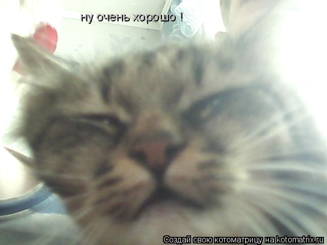 ну очень хорошо !... Котоматрица: ну очень хорошо !