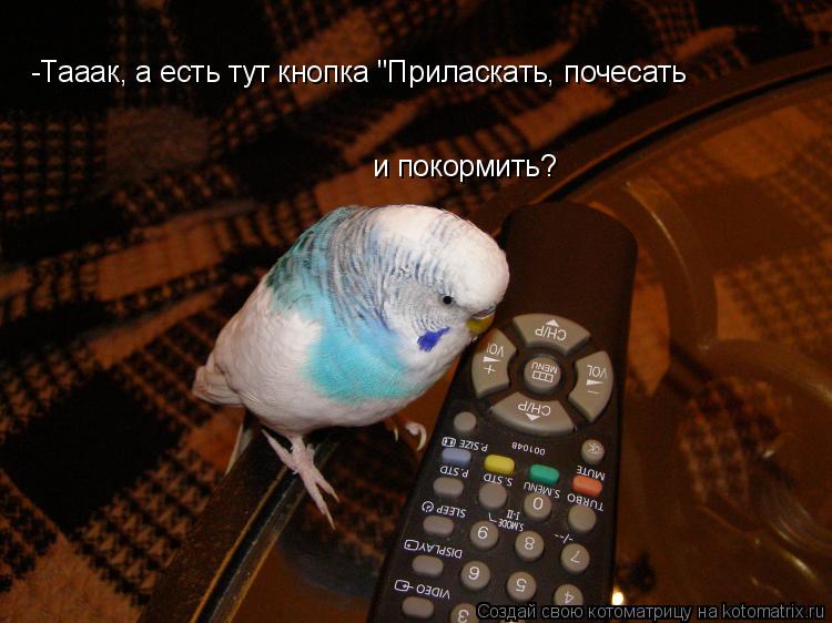 -Тааак, а есть тут кнопка "Приласкать, почесать и покормить?... Котоматрица: -Тааак, а есть тут кнопка "Приласкать, почесать и покормить?