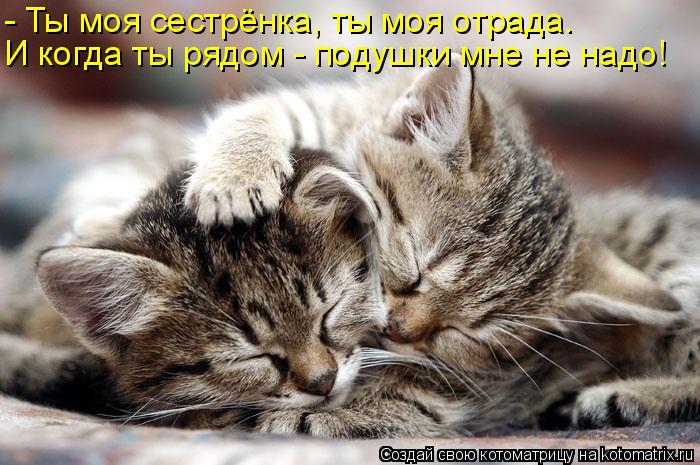 - Ты моя сестрёнка, ты моя отрада. И когда ты рядом - подушки мне не надо!... Котоматрица: - Ты моя сестрёнка, ты моя отрада. И когда ты рядом - подушки мне не надо!