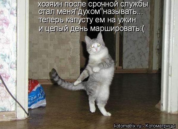 стал меня"духом"называть... и целый день маршировать:( хозяин после срочной службы теперь капусту ем ... Котоматрица: стал меня"духом"называть... и целый день маршировать:( хозяин после срочной службы теперь капусту ем на ужин