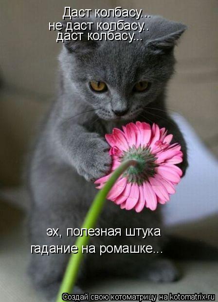 Даст колбасу... не даст колбасу.. даст колбасу... эх, полезная штука гадание на ромашке...... Котоматрица: Даст колбасу... не даст колбасу.. даст колбасу... эх, полезная штука гадание на ромашке...