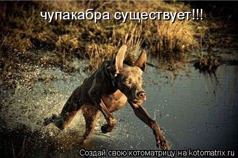чупакабра существует!!!... Котоматрица: чупакабра существует!!!