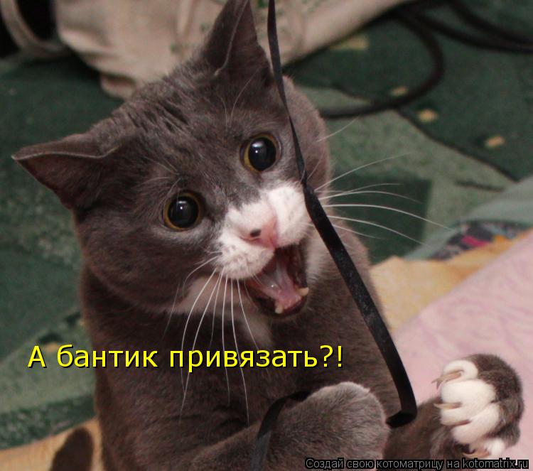 Котоматрица: А бантик привязать?!