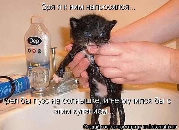 Зря я к ним напросился... грел бы пузо на солнышке, и не мучился бы с этим купанием...... Котоматрица: Зря я к ним напросился... грел бы пузо на солнышке, и не мучился бы с этим купанием...