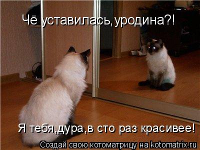 Чё уставилась,уродина?! Я тебя,дура,в сто раз красивее!... Котоматрица: Чё уставилась,уродина?! Я тебя,дура,в сто раз красивее!