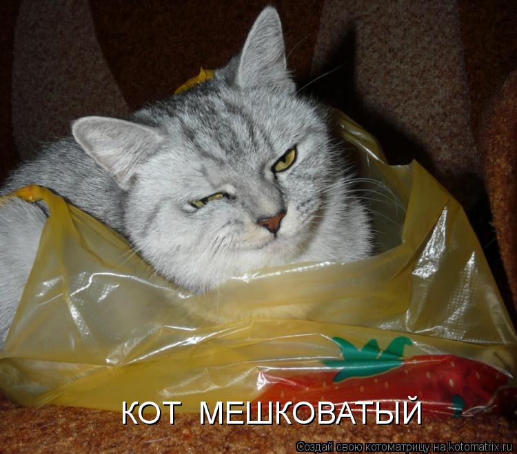 КОТ МЕШКОВАТЫЙ... Котоматрица: КОТ МЕШКОВАТЫЙ