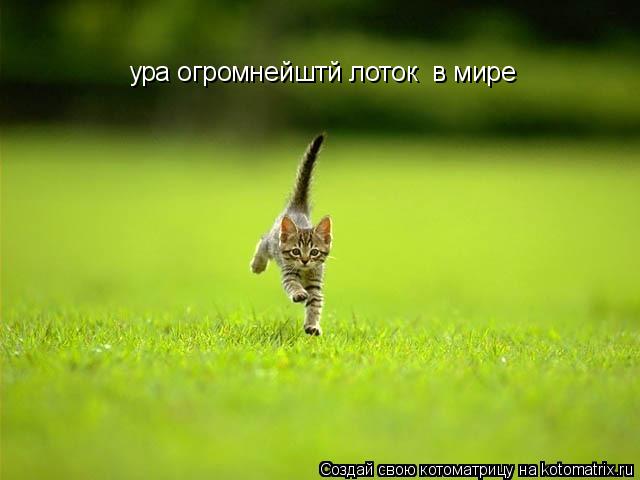 ура огромнейштй лоток в мире... Котоматрица: ура огромнейштй лоток в мире