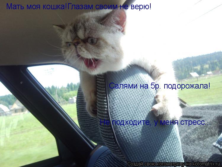 Мать моя кошка!Глазам своим не верю! Салями на 5р. подорожала! Не подходите, у меня стресс...... Котоматрица: Мать моя кошка!Глазам своим не верю! Салями на 5р. подорожала! Не подходите, у меня стресс...