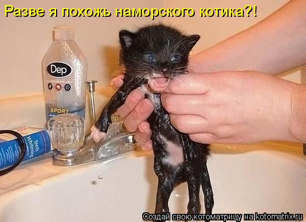 Разве я похожь наморского котика?!... Котоматрица: Разве я похожь наморского котика?!