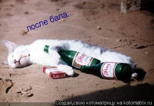 после бала... после бала...... Котоматрица: после бала... после бала...