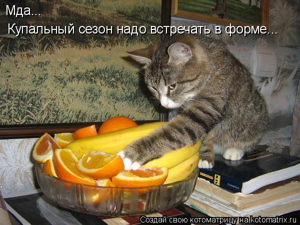 Котоматрица: Купальный сезон надо встречать в форме... Мда...
