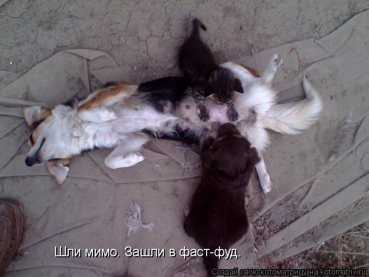 Котоматрица: Шли мимо. Зашли в фаст-фуд.