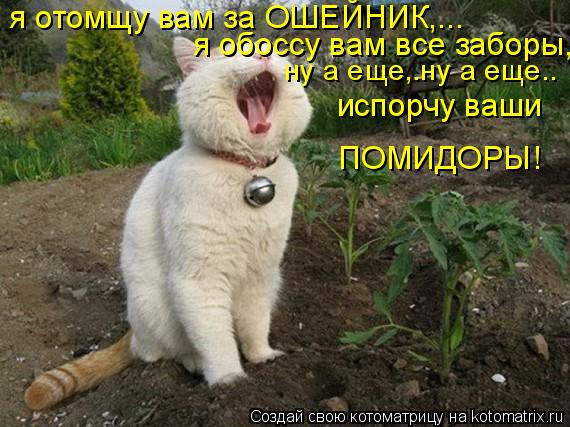 Котоматрица: я отомщу вам за ОШЕЙНИК,... ну а еще,.ну а еще.. испорчу ваши ПОМИДОРЫ! я обоссу вам все заборы,