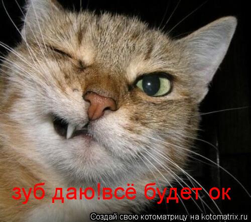 Котоматрица: зуб даю!всё будет ок