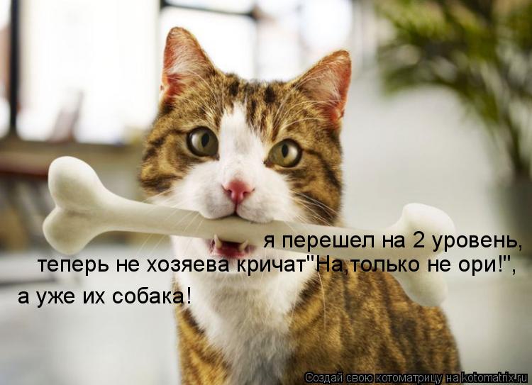 Котоматрица: я перешел на 2 уровень, теперь не хозяева кричат"На,только не ори!", а уже их собака!