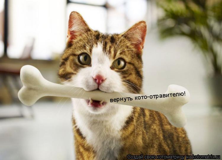 Котоматрица: вернуть кото-отравителю!