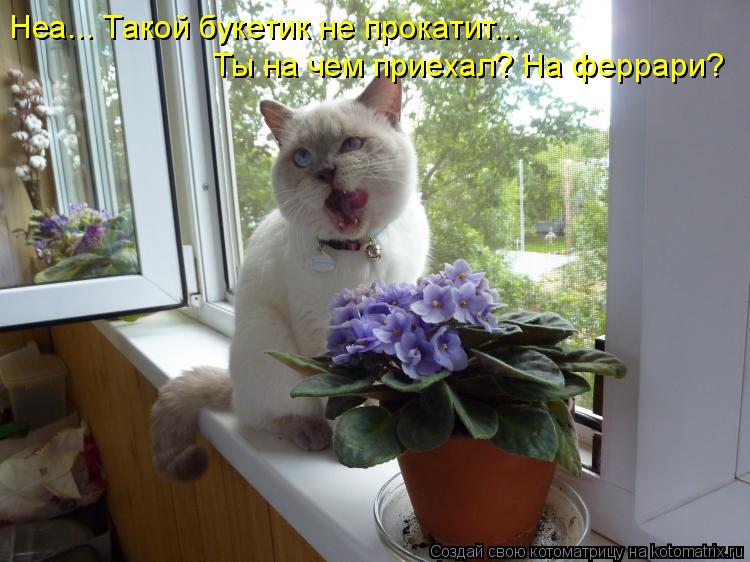 Котоматрица: Неа... Такой букетик не прокатит... Ты на чем приехал? На феррари?