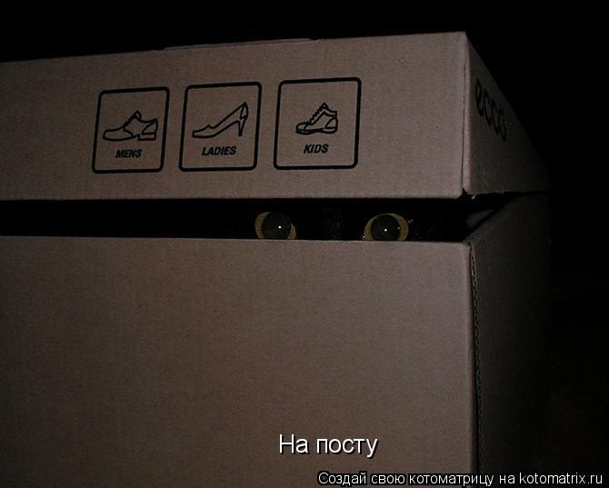 Котоматрица: На посту