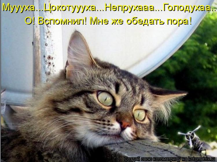 Муууха...Цокотуууха...Непрухааа...Голодухаа... О! Вспомнил! Мне же обедать пора!... Котоматрица: Муууха...Цокотуууха...Непрухааа...Голодухаа... О! Вспомнил! Мне же обедать пора!