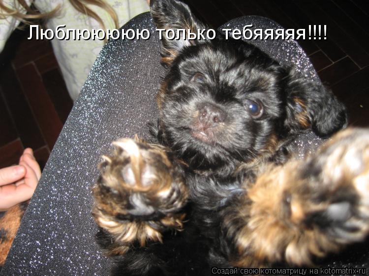 Котоматрица: Люблююююю только тебяяяяя!!!!