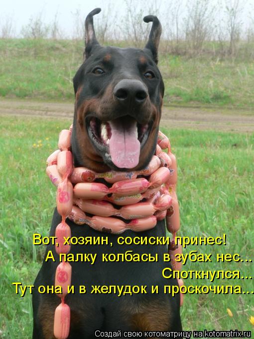 Котоматрица: Вот, хозяин, сосиски принес!  А палку колбасы в зубах нес... Споткнулся... Тут она и в желудок и проскочила...