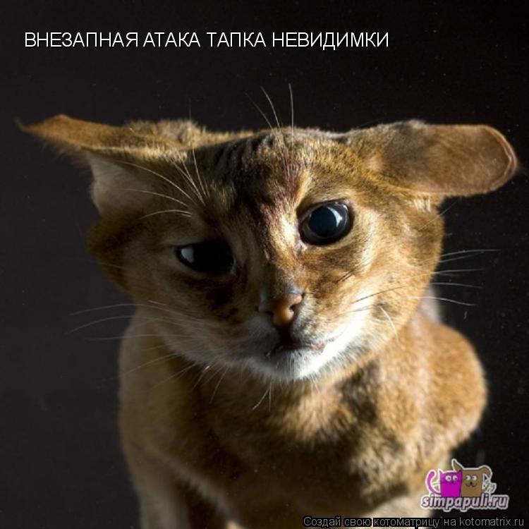 Котоматрица: ВНЕЗАПНАЯ АТАКА ТАПКА НЕВИДИМКИ