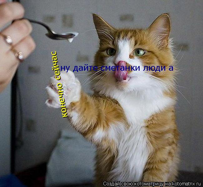 Котоматрица: ну дайте сметанки люди а конечно сейчас