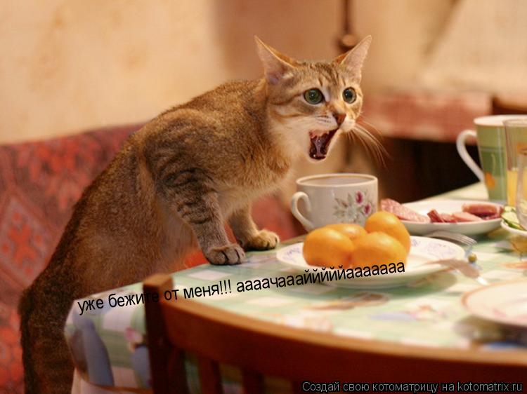 Котоматрица: уже бежите от меня!!! аааачааайййййааааааа