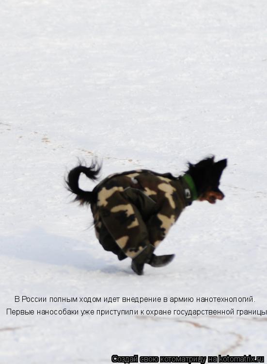 Котоматрица: В России полным ходом идет внедрение в армию нанотехнологий. Первые нанособаки уже приступили к охране государственной границы.