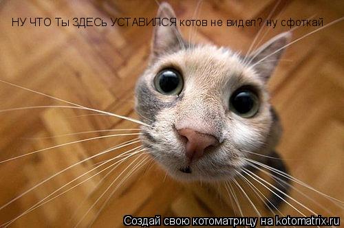 Котоматрица: НУ ЧТО Ты ЗДЕСь УСТАВИЛСЯ котов не видел? ну сфоткай