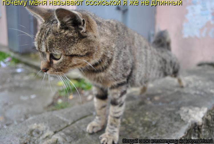 Котоматрица: почему меня называют сосиськой я же не длинный