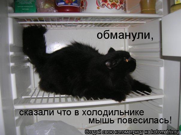 Котоматрица: обманули,  сказали что в холодильнике  мышь повесилась!
