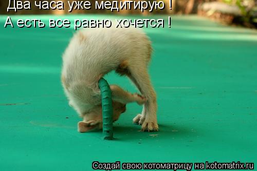Котоматрица: Два часа уже медитирую ! А есть все равно хочется !