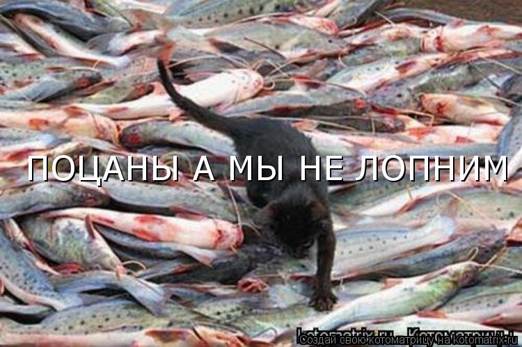 Котоматрица: ПОЦАНЫ А МЫ НЕ ЛОПНИМ